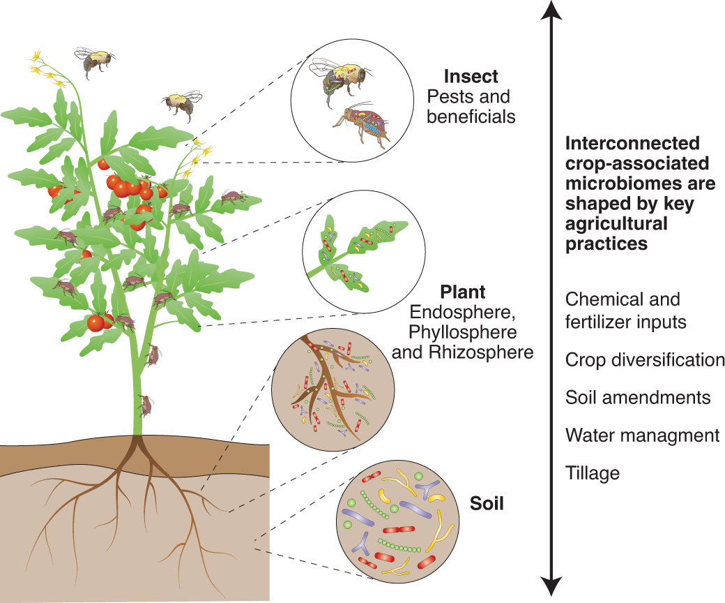 Soil microbiome what's behind the buzz?